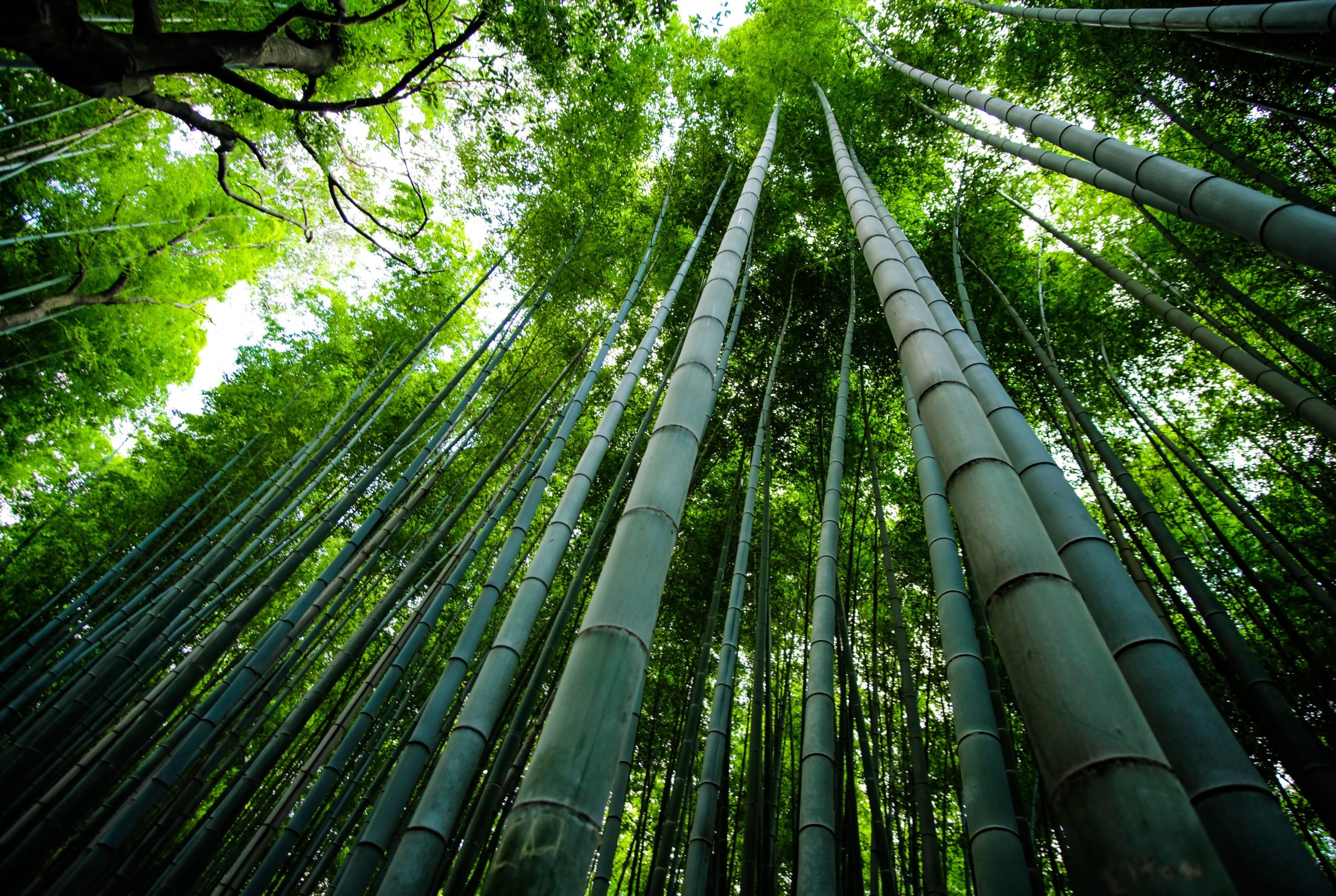 Bamboo Forest Picture. The Bambu shop, Bamboo Products online.