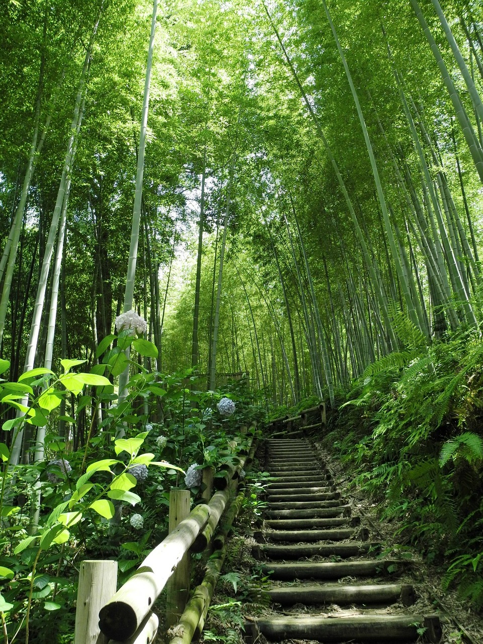 Bamboo forest, the bambu shop online