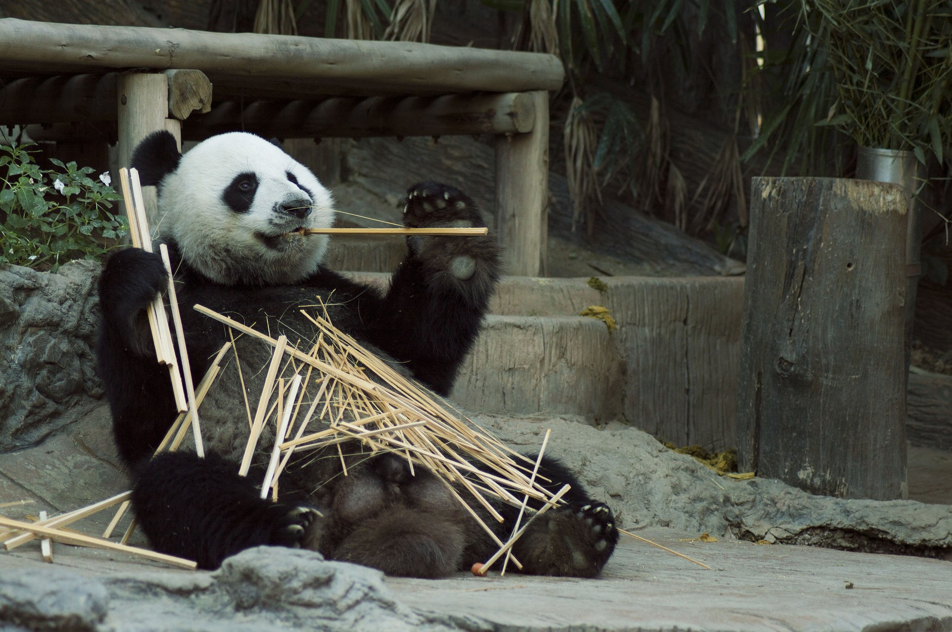 Bamboo uses, The bambu shop online. Panda